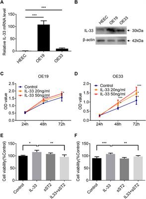 IL-33 Participates in the Development of Esophageal Adenocarcinoma